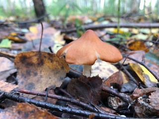 Forest mushroom close-up with leaves on