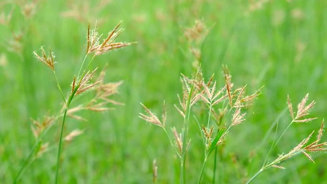 Nut Grass (Cyperus rotundus L.) on green background.