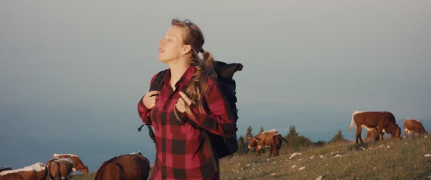 Woman hiking up mountain slope stop and look at the scenic view by cow herd in the morning on autumn or fall hike at an abandoned ski resort in Alps