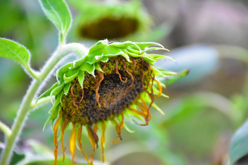 Rotten sunflowers with natural blurred background.