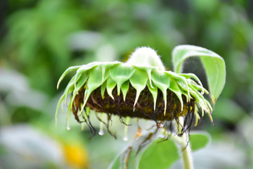 Rotten sunflowers with natural blurred background.