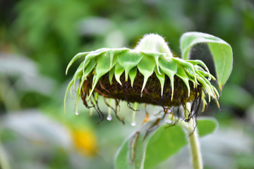 Rotten sunflowers with natural blurred background.