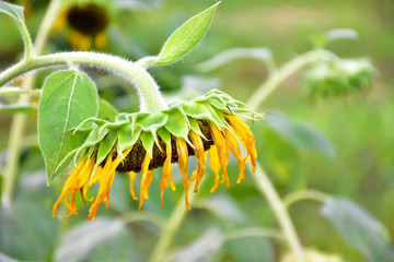 Rotten sunflowers with natural blurred background.