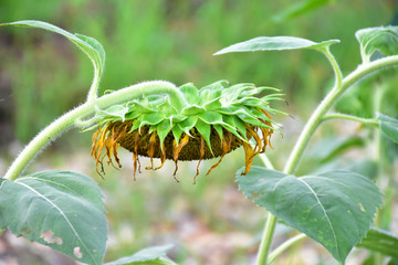 Rotten sunflowers with natural blurred background.