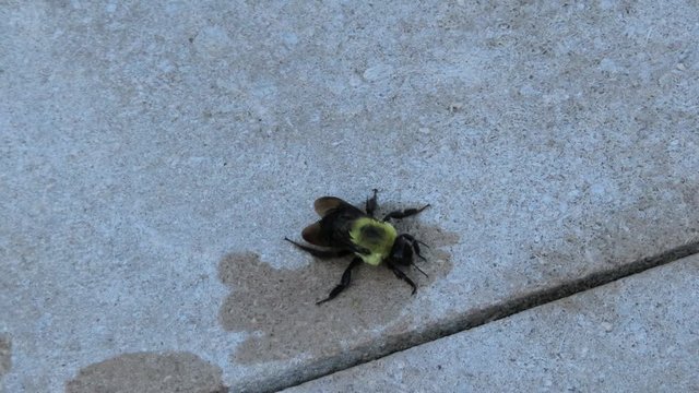 Close-up of a big wet bumblebee crawling