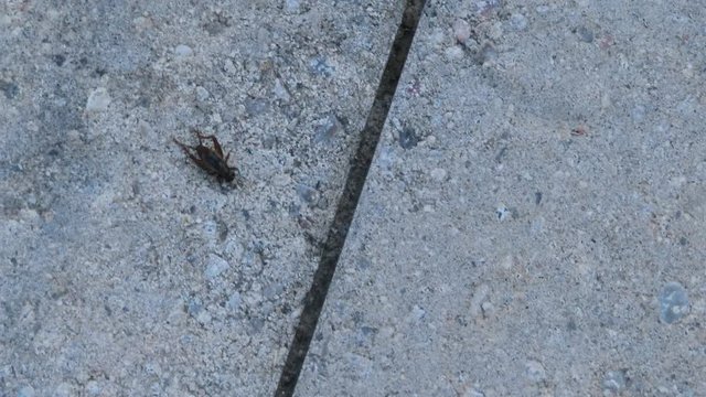 Very fast cricket hopping and moving around