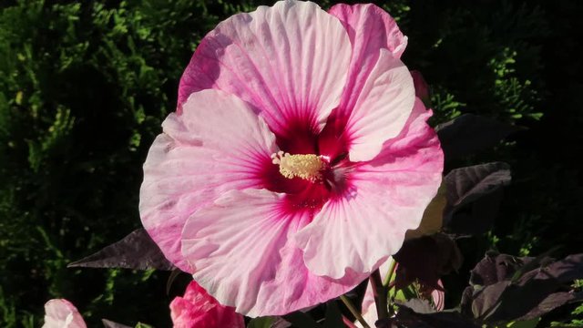 Big bright red and pink flower moving to wind with a bee / wasp flying by 4k