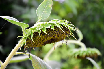 Rotten sunflowers with natural blurred background.