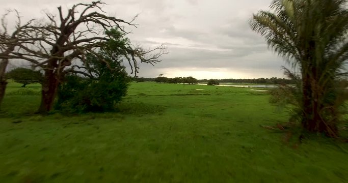 Flooded farm of cattle, buffalo and horses, in the rainy season of the Amazon. Maraj&oacute; island