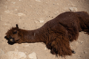 Dead alpaca due to extreme heat and drought
