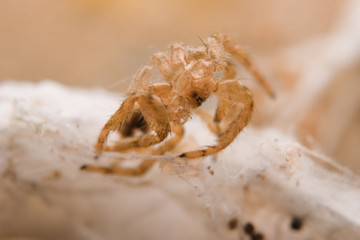 Closeup Molt spider