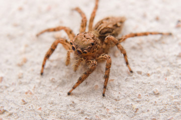 spider on the wall