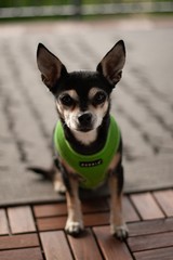 Chihuahua posing for a picture