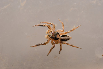 spider on the glass 