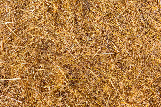 Surface of Straw Texture / Dry golden straw stalks background
