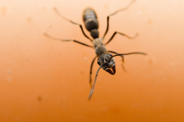 Closeup black ant on the ground
