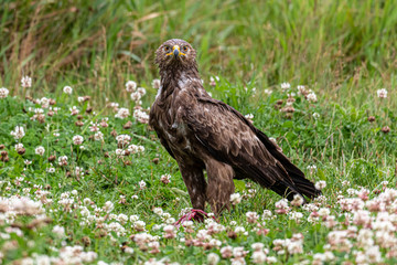 Schreiadler, lesser spotted eagle, petit aigle tacheté, quodcumque furvum luminare minus aquilae,...