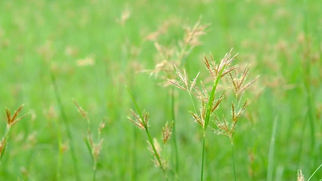 Nut Grass (Cyperus rotundus L.) on green background.