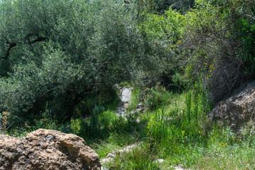mountain road between trees