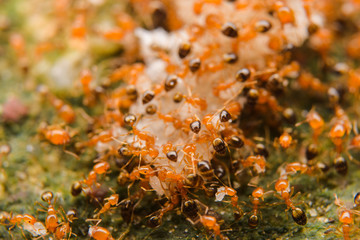 Closeup small red ant