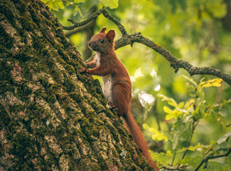 Just a photo of a small squirell