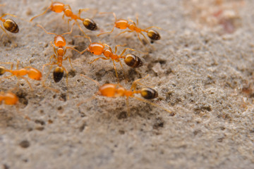 ants on the ground