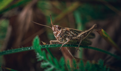 Grasshopper