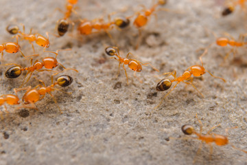 ants on the ground
