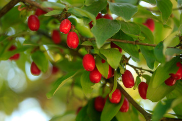 Red berries in summer garden