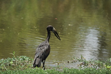 African bird on the banks of the river zambezi
