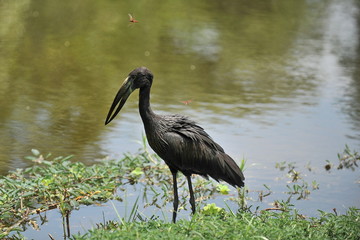 African bird on the banks of the river zambezi