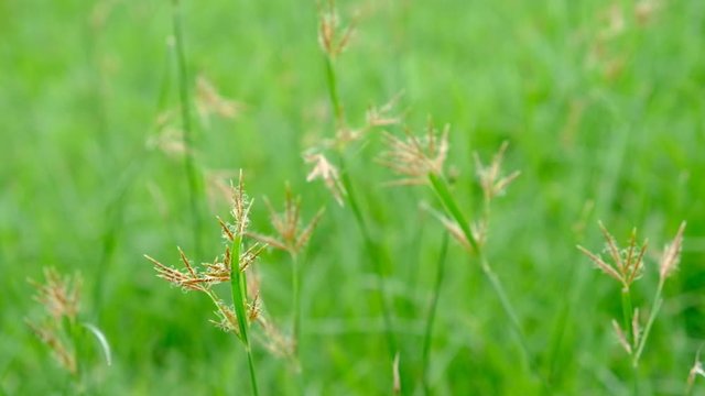 Nut Grass (Cyperus rotundus L.) on green background.