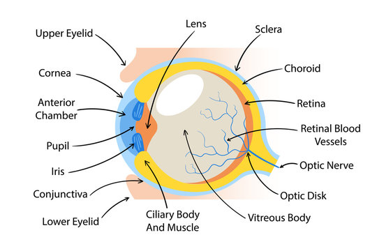 Eye parts with English name vector illustration. Ophthalmologist clinic banner template. Eye structure and function. Medical education basics. Anatomical scheme of human eye. Visual sense