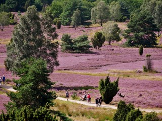 Wanderer am WIlseder Berg Lüneburger Heide