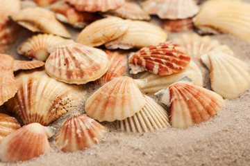 Seashells on the sand, summer beach tropical background travel concept with copy space for text
