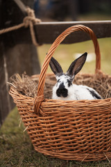 Rabbit in a basket on the farm. Country life. Easter bunny.