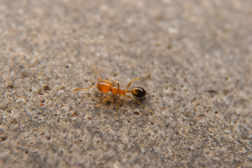 ant on the stone 