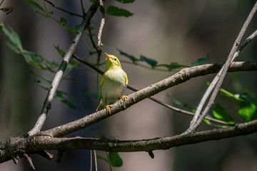 Wood warbler phylloscopus sibilatrix singing on branch