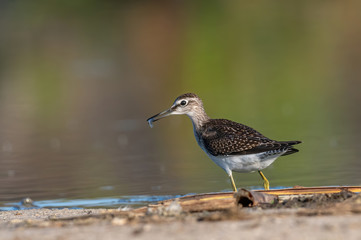 Sandpiper, Wood sandpiper (Tringa glareola)