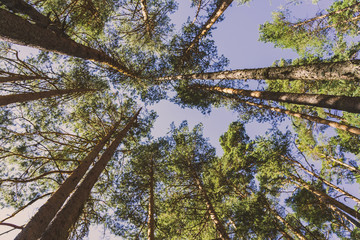 Obraz premium conjunto de arboles en el bosque