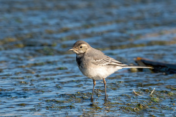Beautiful nature scene with White wagtail (Motacilla alba)