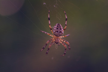Spider