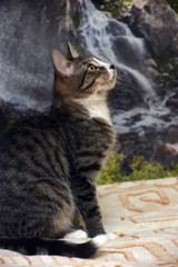 striped with white young playful cat