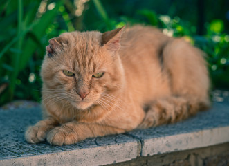 Cat