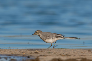 Beautiful nature scene with White wagtail (Motacilla alba)