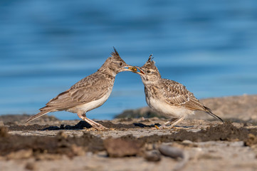 Crested Lark or Galerida Cristata outdoor in nature