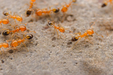 ant on the ground