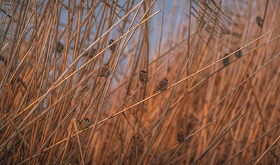 Fototapeta premium Wild bird