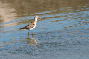 Sandpiper, Wood sandpiper (Tringa glareola)