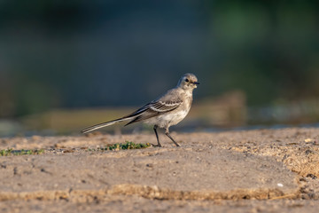 Beautiful nature scene with White wagtail (Motacilla alba)